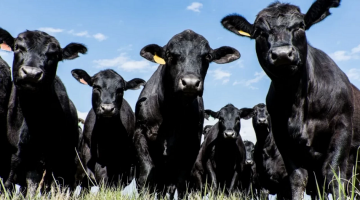 Pazaryeri’ndeki çiftçiler dikkat: Şap hastalığı bölgede yayılıyor