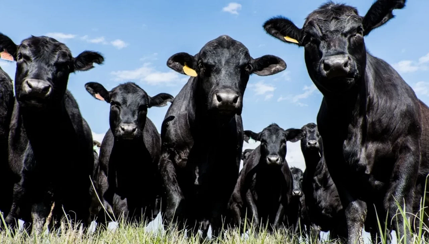 Pazaryeri’ndeki çiftçiler dikkat: Şap hastalığı bölgede yayılıyor