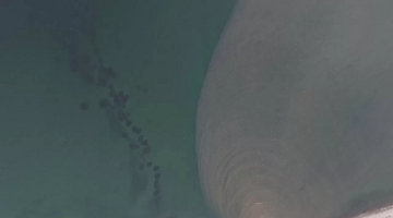 İstanbul Boğazı’nda Korkutan Görüntü: Kandilli’de Denizanası İstilası ve Kirlilik