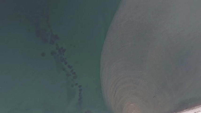 İstanbul Boğazı’nda Korkutan Görüntü: Kandilli’de Denizanası İstilası ve Kirlilik